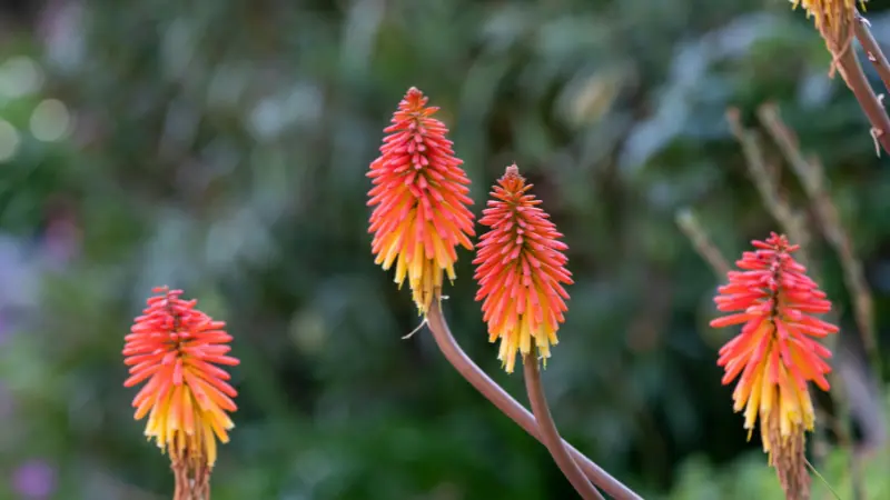 Several orange and yellow Kniphofia flower spikes against green foliage