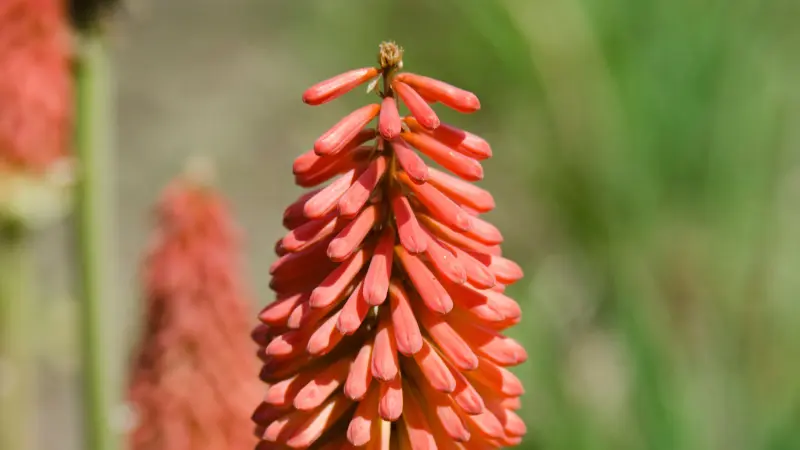 Close-up of a coral-red Kniphofia flower spike with tubular blooms