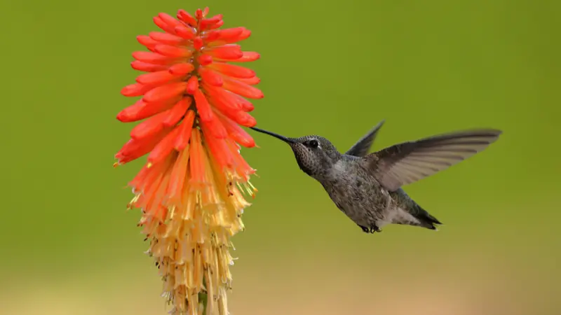 Hummingbird hovering near an orange-red Kniphofia flower spike