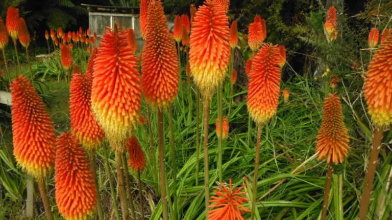 Tall orange and red Kniphofia flower spikes growing in a garden bed