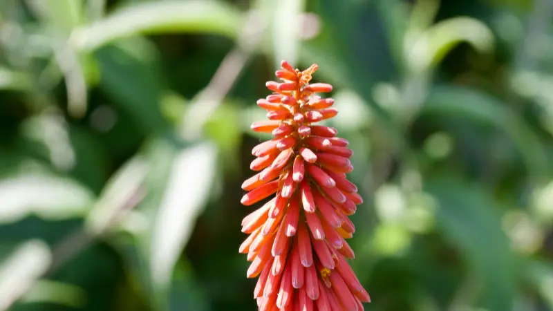 Close-up of an orange-red Kniphofia flower spike against blurred green leaves