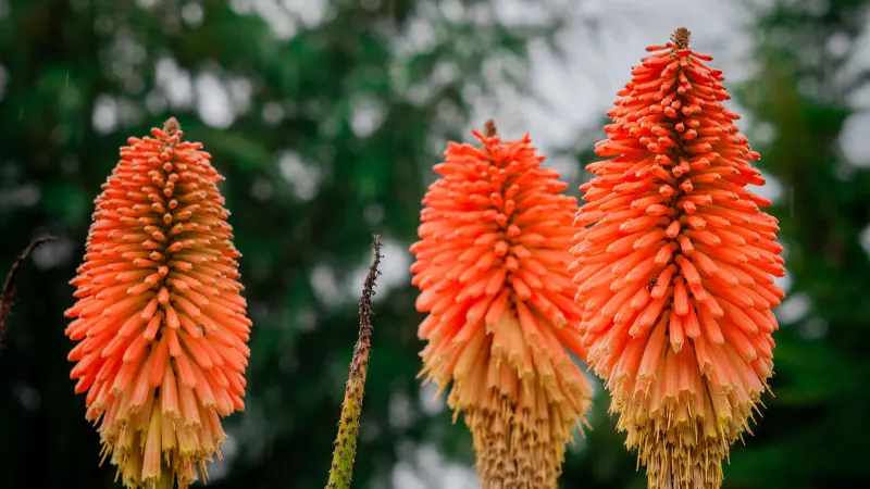 Cluster of three orange Kniphofia flower spikes against misty green background