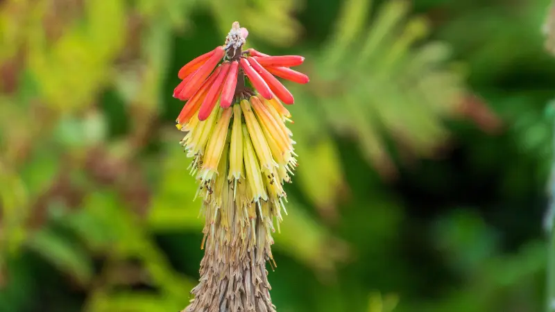 Close-up of a red and yellow Kniphofia flower spike with dried lower bracts