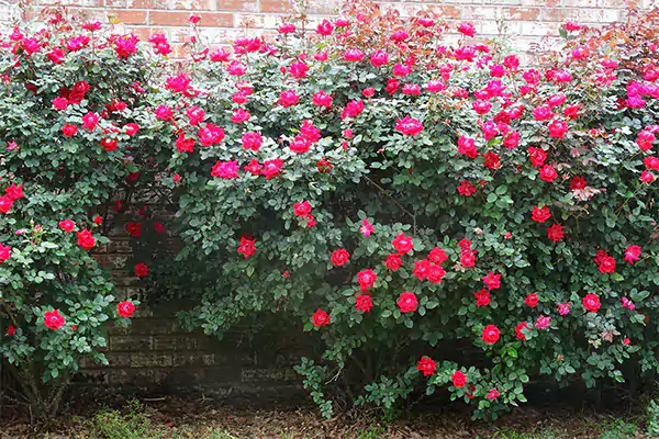 Knock Out Rose