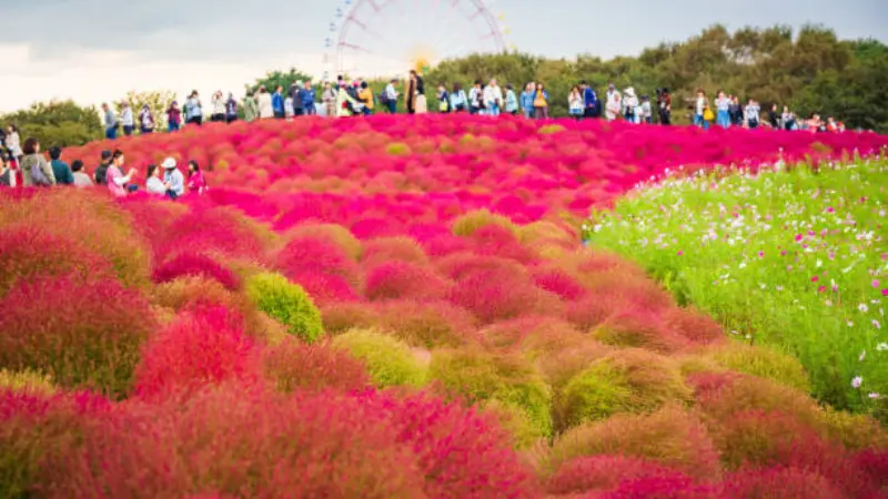 Rolling hillside covered in pink and green kochia flower bushes with visitors walking along the top