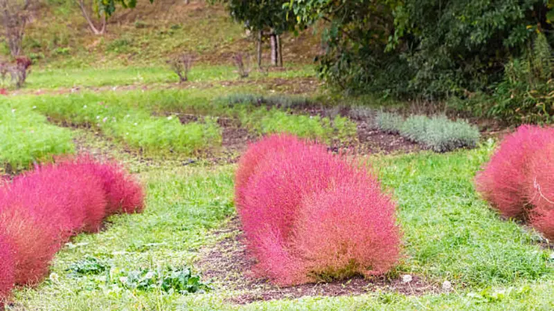 Rounded pink kochia flower bushes growing on a grassy hillside with trees in the background