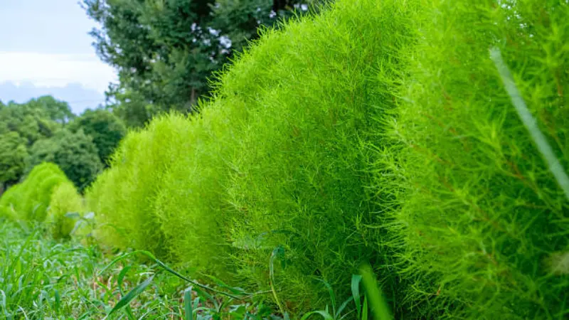 Line of bright green fuzzy kochia flower bushes growing in a row