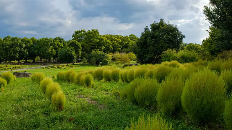 Rows of round green kochia flower bushes growing in a grassy park setting