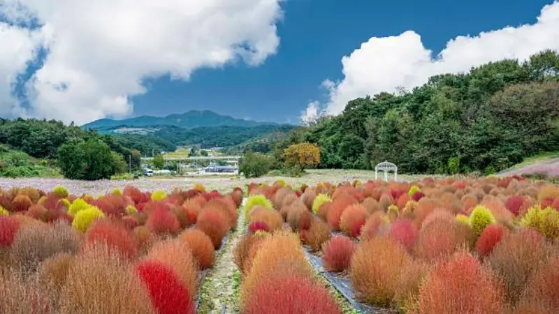 Rows of red orange and yellow kochia flower bushes in a field with mountains and blue sky