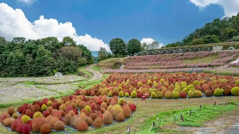 Wide view of a kochia flower field in red orange and yellow hues with a winding path