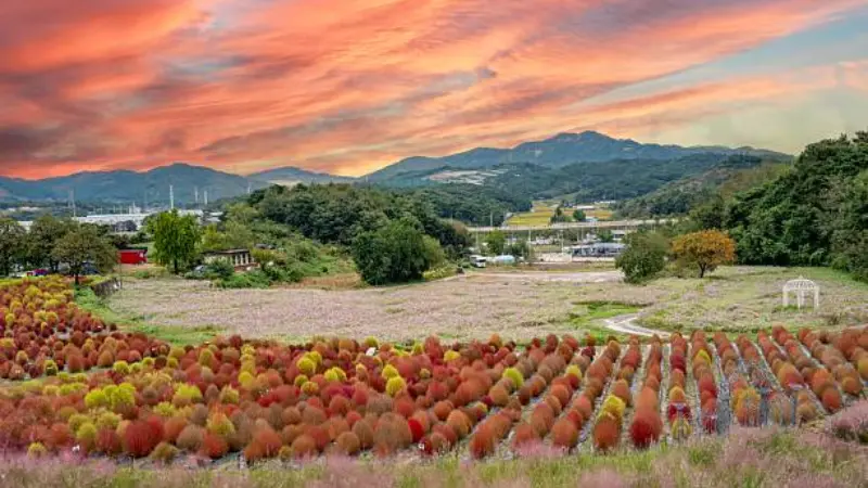 Kochia flower field in red and yellow autumn colors under a dramatic sunset sky