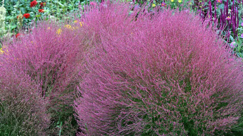 Close-up of feathery purple-pink kochia flower bushes in a garden