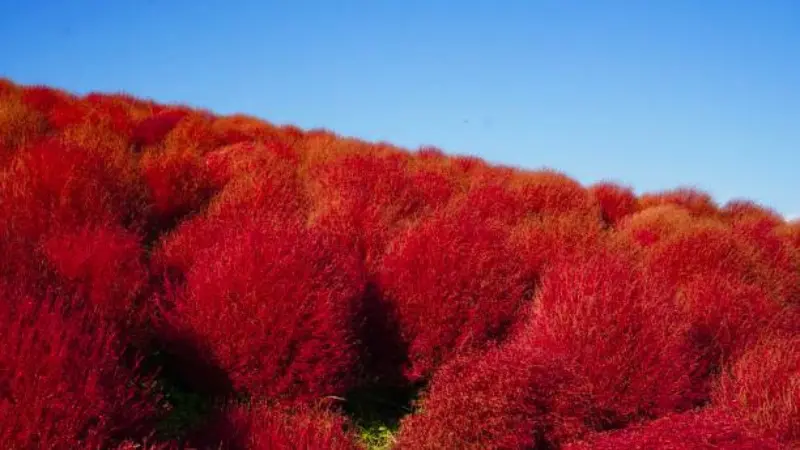 Dense field of bright red kochia flower bushes under a clear blue sky