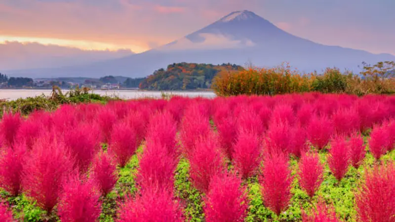 Rows of pink kochia flower bushes in a field with Mount Fuji visible across a lake at sunset