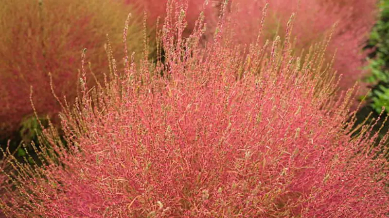 Close-up of feathery pink and red kochia flower foliage with delicate seed clusters