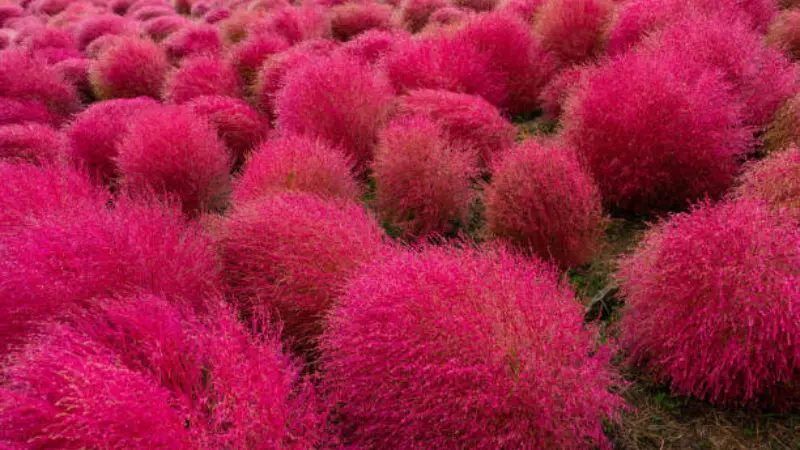 Dense rows of rounded magenta-pink kochia flower bushes viewed from above