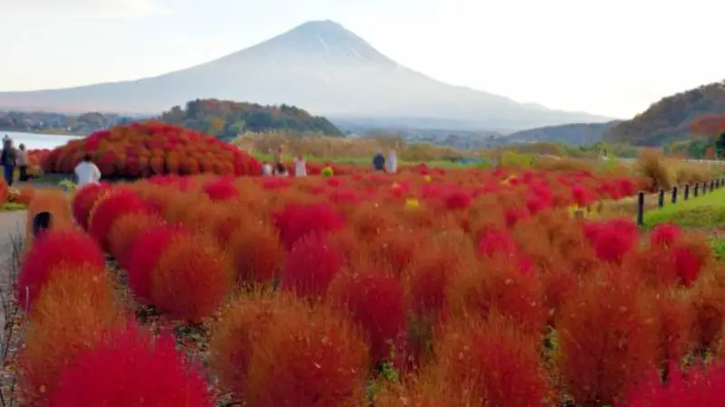 Rows of red kochia flower bushes in a field with Mount Fuji and scarecrows in the background