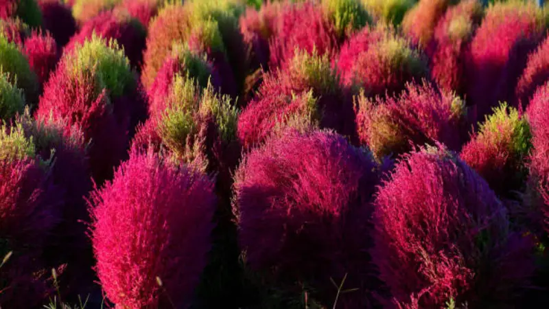 Close-up of kochia flower bushes transitioning from green to magenta in autumn color