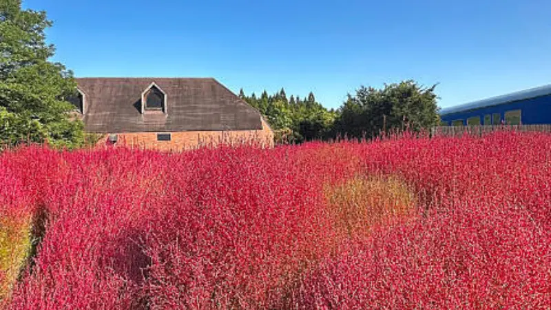 Field of red kochia flower bushes in front of a brick house under a clear blue sky