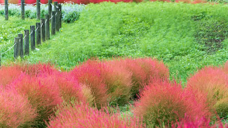 Rounded pink kochia flower bushes lining a garden path next to a green lawn