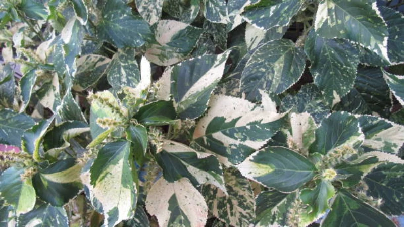 Kohuhu planted along a garden border