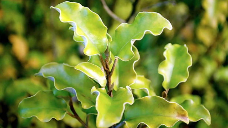 Kohuhu shrub thriving in a garden bed