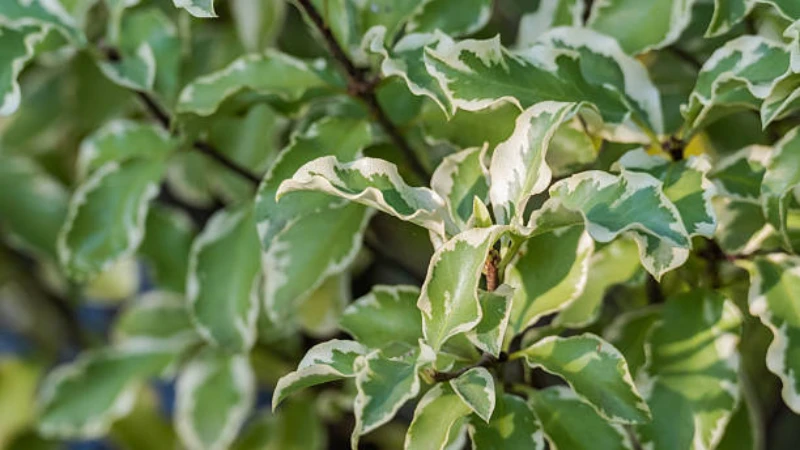 Kohuhu shrub used in landscape design