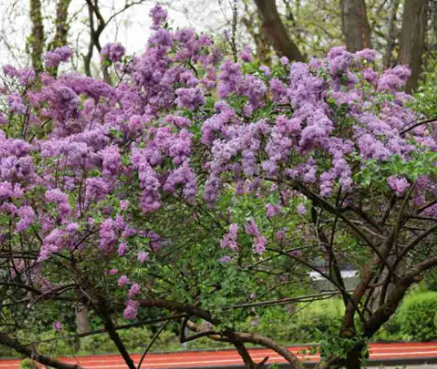Korean Lilac Tree