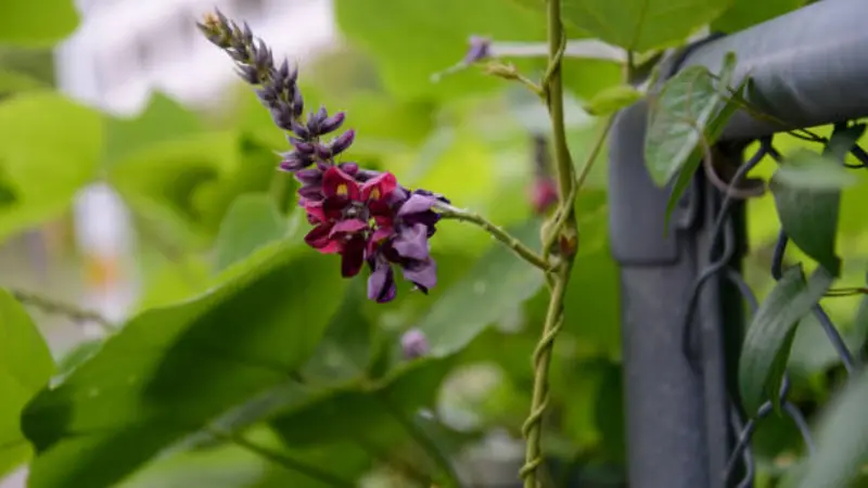 Purple and magenta kudzu flower spike climbing a metal chain-link fence among green leaves