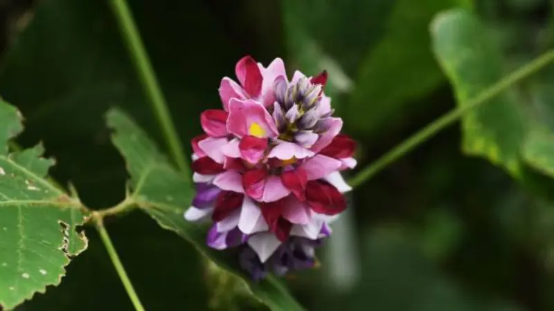 Top-down view of a layered pink magenta and white kudzu flower cluster
