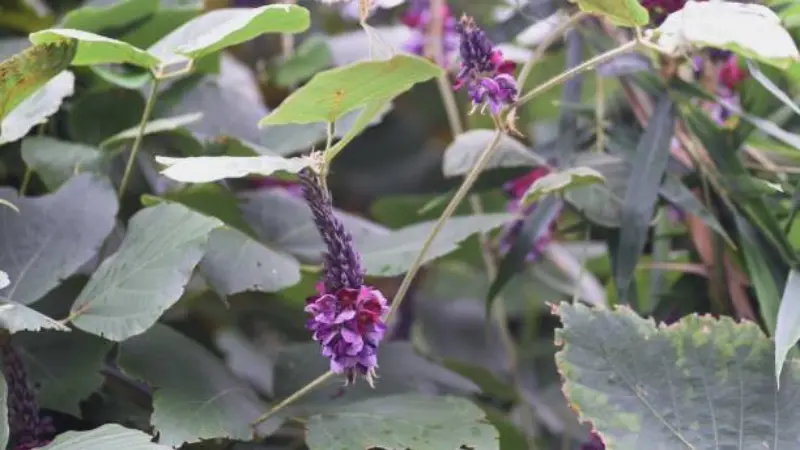 Dark purple kudzu flower spikes hanging from a vine among green leaves