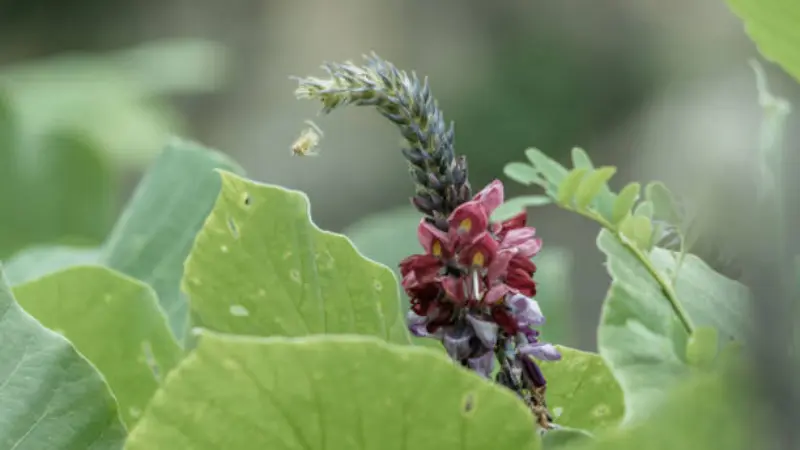 Pink and purple kudzu flower cluster with a furry grey bud tip extending upward