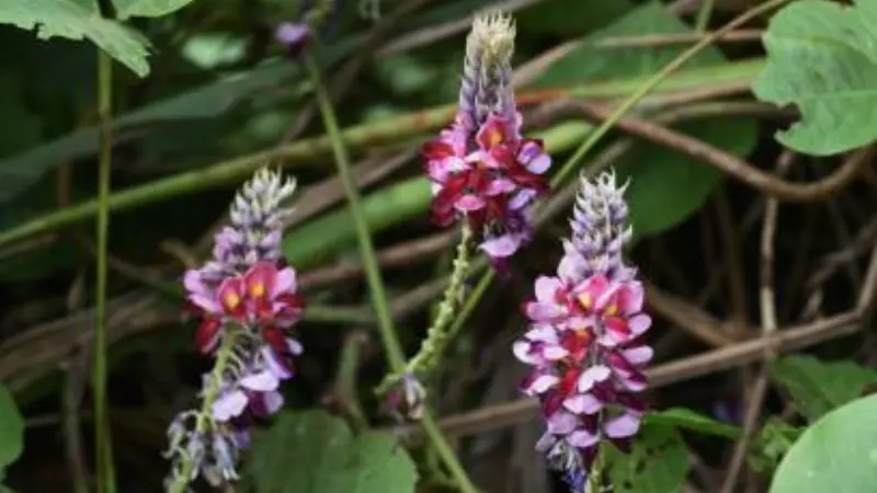 Three pink and purple kudzu flower spikes blooming among tangled vines and leaves