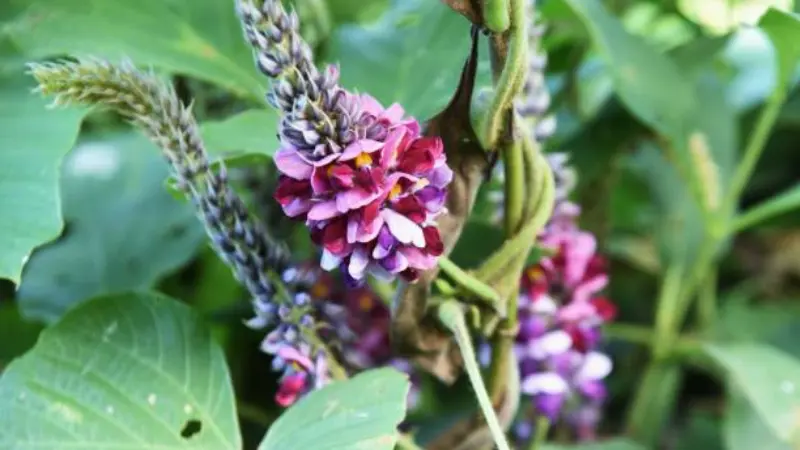 Close-up of a magenta and purple kudzu flower cluster with unopened buds above
