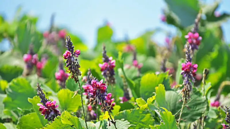 Multiple pink and magenta kudzu flower spikes blooming among green vines under a blue sky