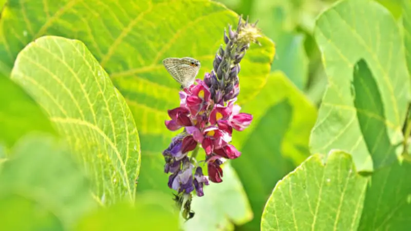 Small butterfly perched on a purple and magenta kudzu flower spike surrounded by green leaves