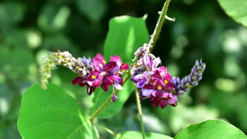 Two curved magenta and lavender kudzu flower spikes blooming among green foliage