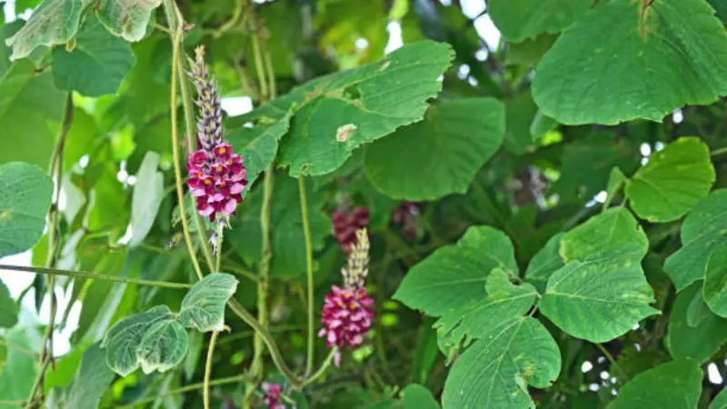 Magenta kudzu flower spikes hanging among heart-shaped green vine leaves