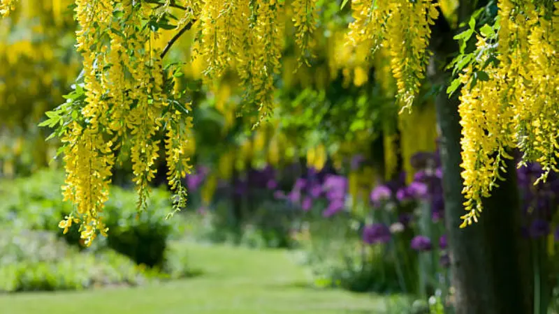 Yellow laburnum flower clusters hanging from branches with purple flowers blurred in the background garden setting.