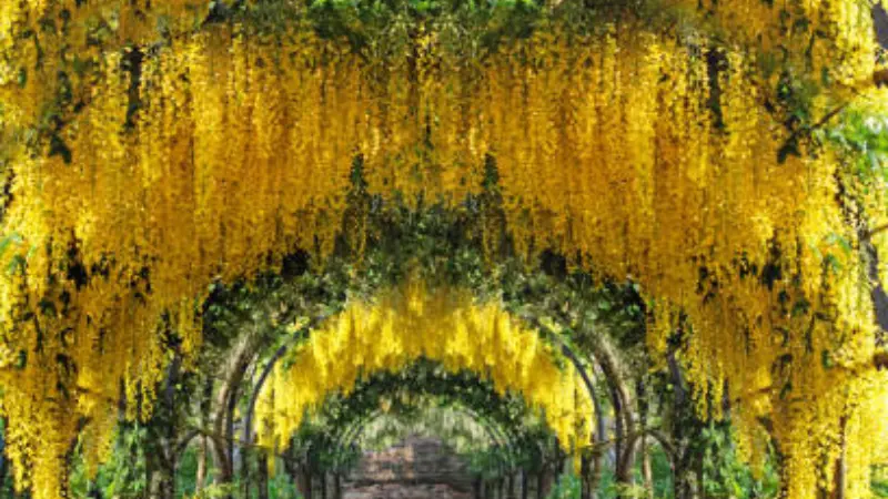 Multiple layers of yellow laburnum flower archways creating a colorful garden display.