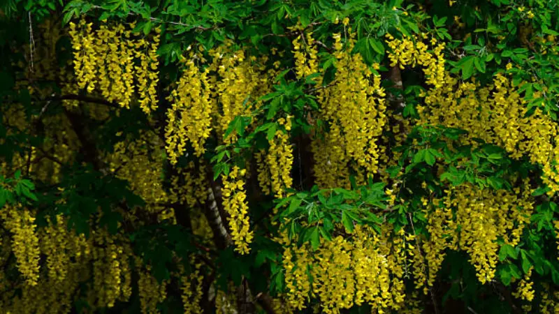 Yellow laburnum blossoms hanging among dark green leaves in a shaded natural setting.
