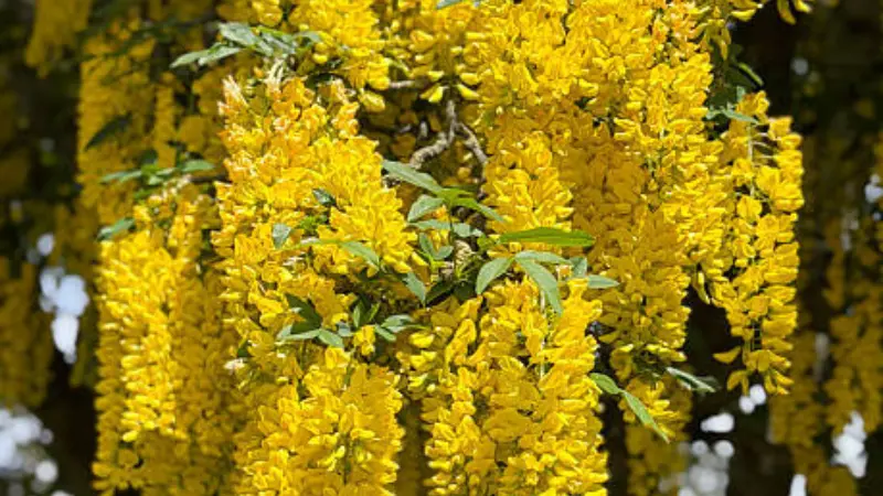 Close-up view of bright yellow laburnum flower clusters hanging from a leafy branch.
