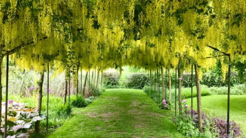 Yellow laburnum flowers forming a canopy over a garden path surrounded by colorful plants.