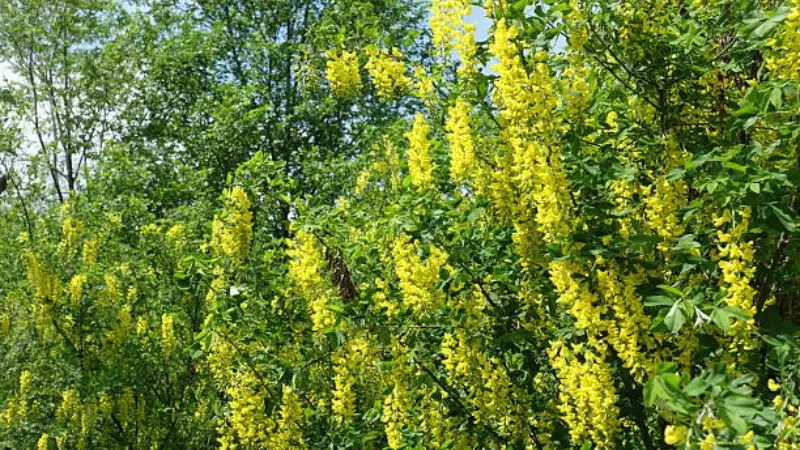 Laburnum flowers blooming naturally among mixed green trees and lush garden vegetation.