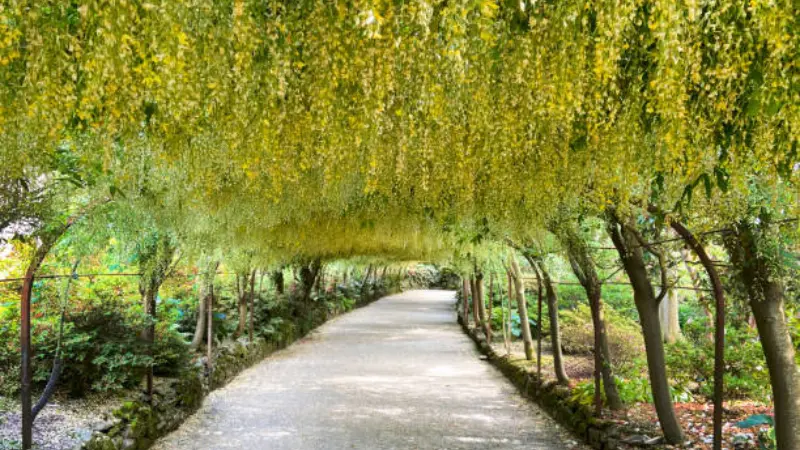 Dense yellow laburnum flower tunnel covering a paved garden walkway during spring bloom.