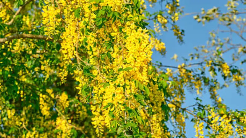 Yellow laburnum flower clusters growing upward against a bright blue sky background.