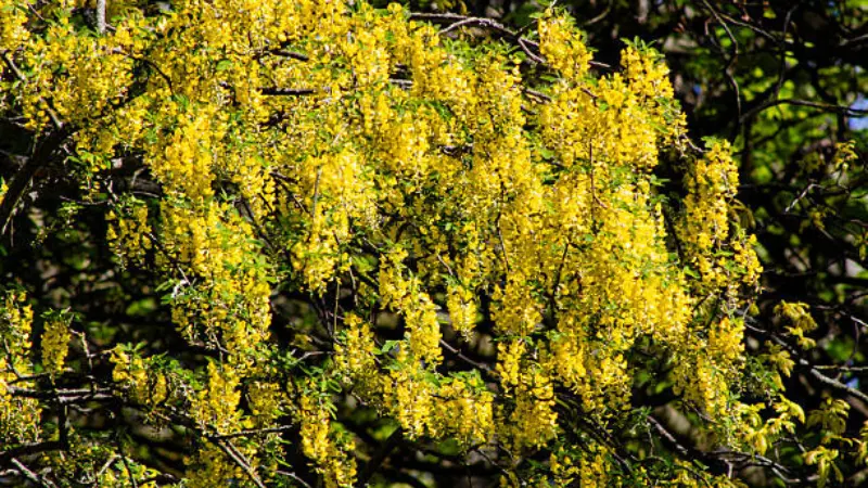 Bright yellow laburnum blossoms cascading among green leaves in warm dappled sunlight.