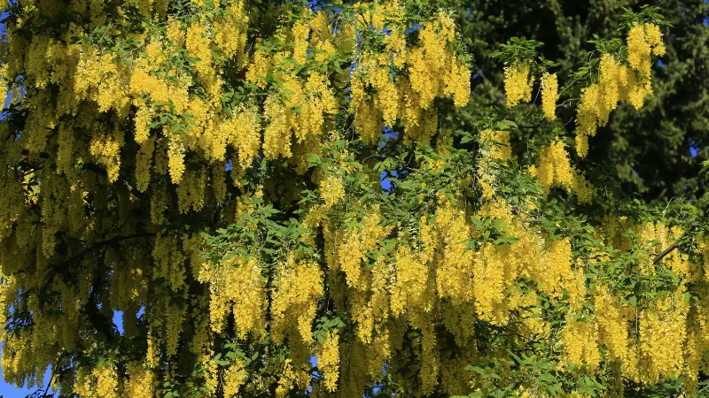 Dense cascading yellow laburnum flowers covering tree branches against dark green foliage.