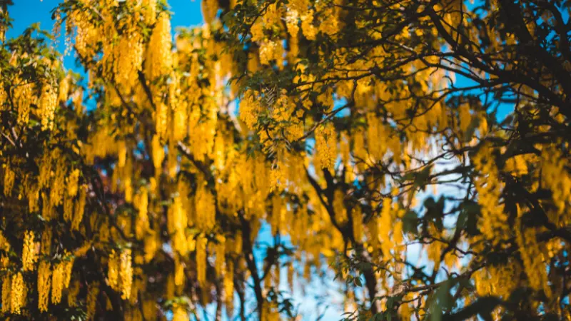Golden-yellow laburnum flower clusters hanging from branches beneath a clear blue sky.