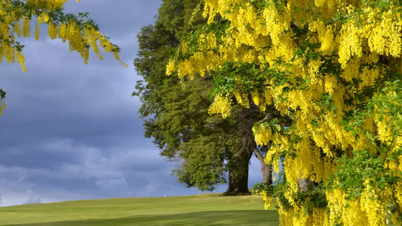 Laburnum tree covered with yellow blossoms framing a green landscape under a dramatic cloudy sky.